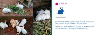 La famille lapin s'aggrandit